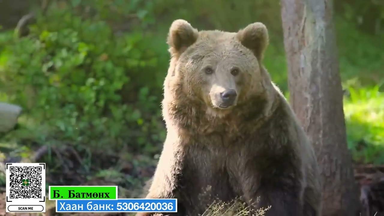 Шенандоад болсон учир битүүлэг хэргүүд