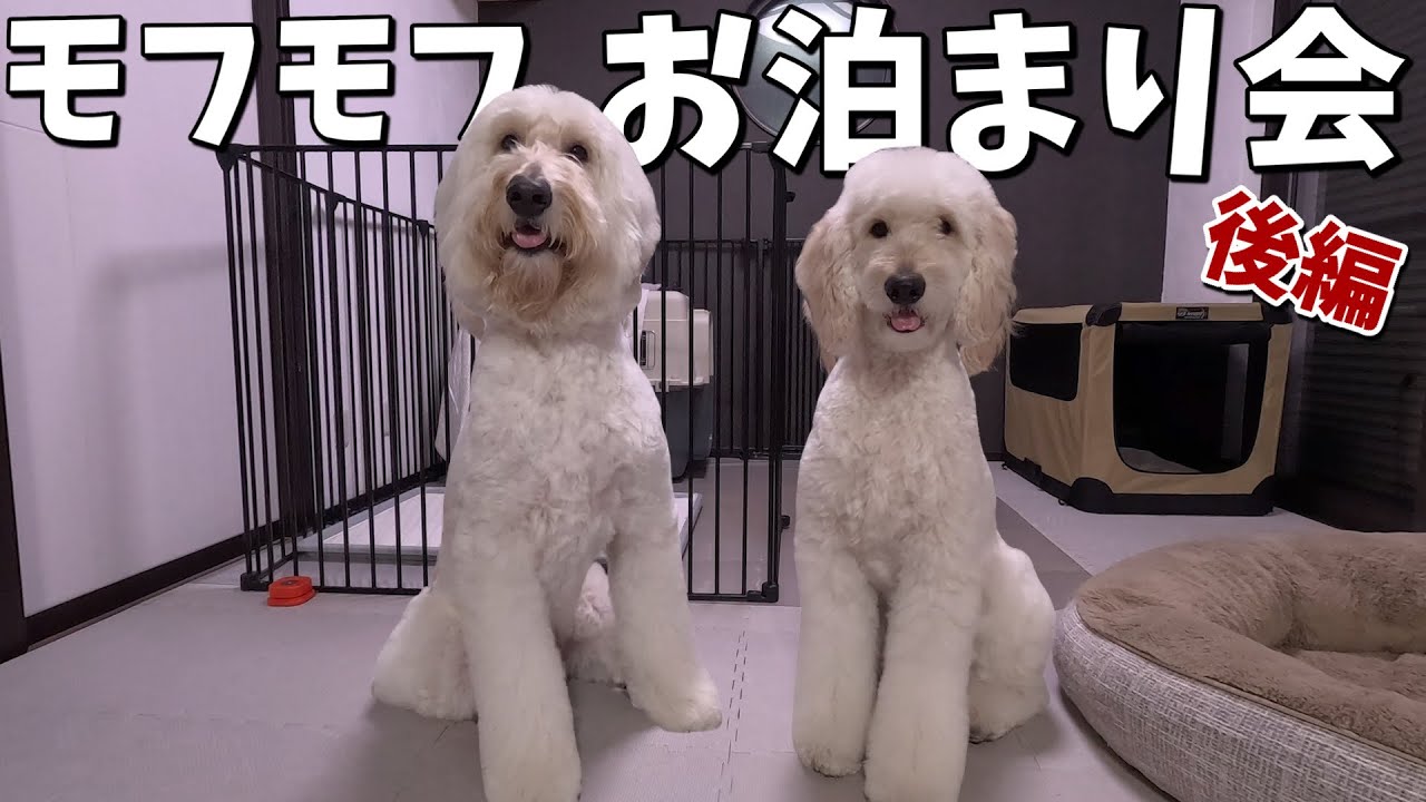 お泊まり会【後編】同じドゥードルでも全然違う！個性たっぷりな2頭に癒されました