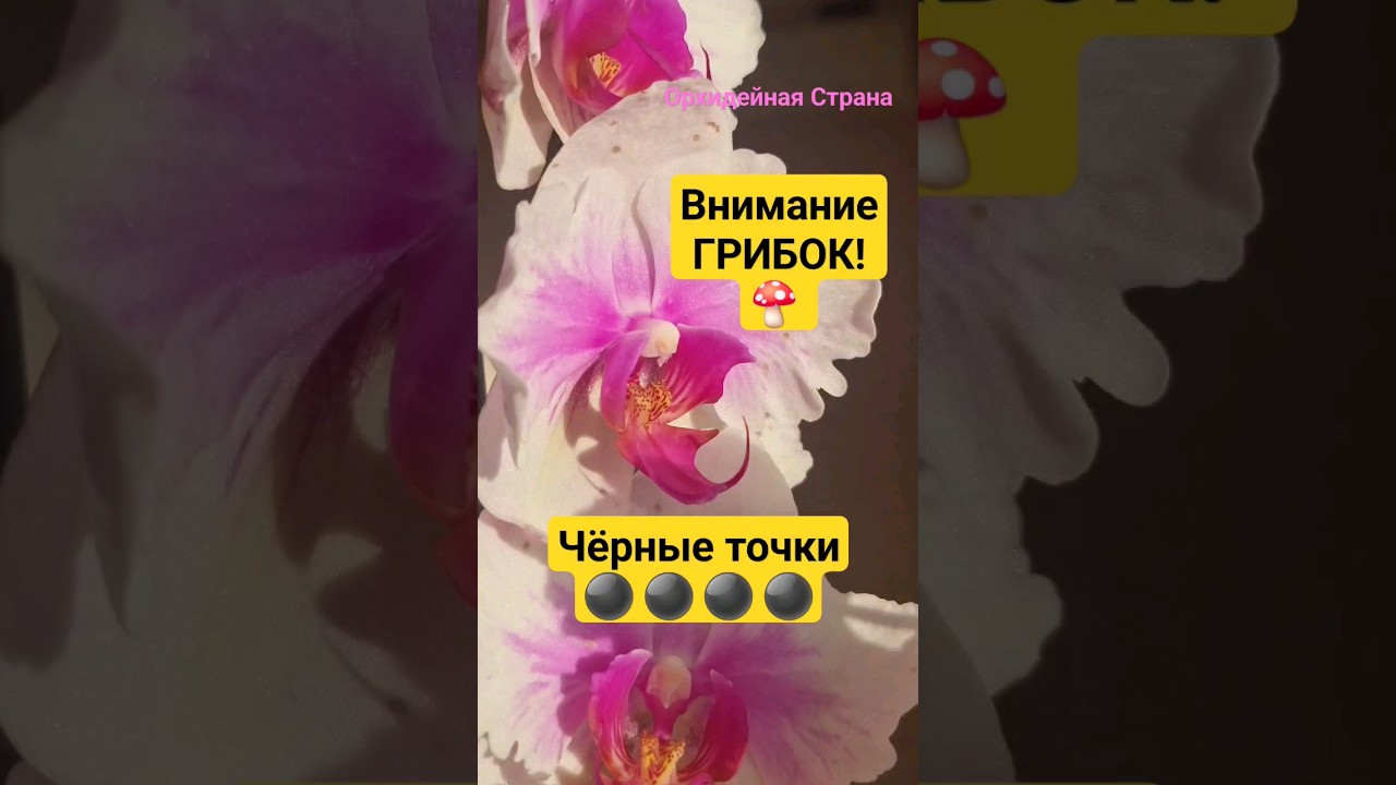 Грибок Ботритис! Чёрные точки на цветах, на листьях и на шее орхидеи  Что делать, как бороться?
