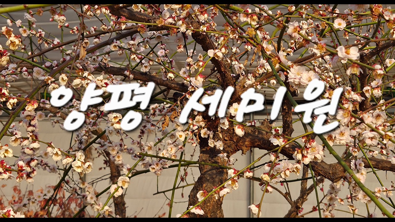 2026년 3월 1일 서울근교 힐링명소, 양평으로 떠나요. Let's go to Yangpyeong, a healing spot near Seoul.