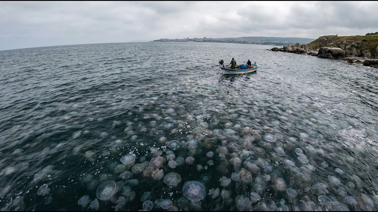 900 Million Tons of Jellyfish Devastated the Black Sea: The Aftermath 35 Years Later