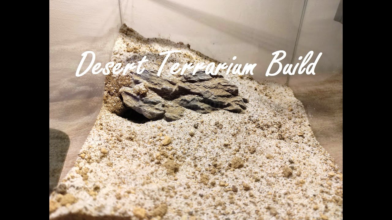 Building Desert Terrarium for Scorpion  (Androctonus cholistanus)