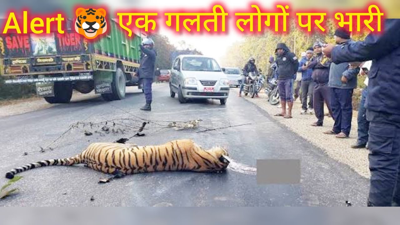 जंगल में जाना पड़ा भारी और टाइगर आया चपेट में 🐯