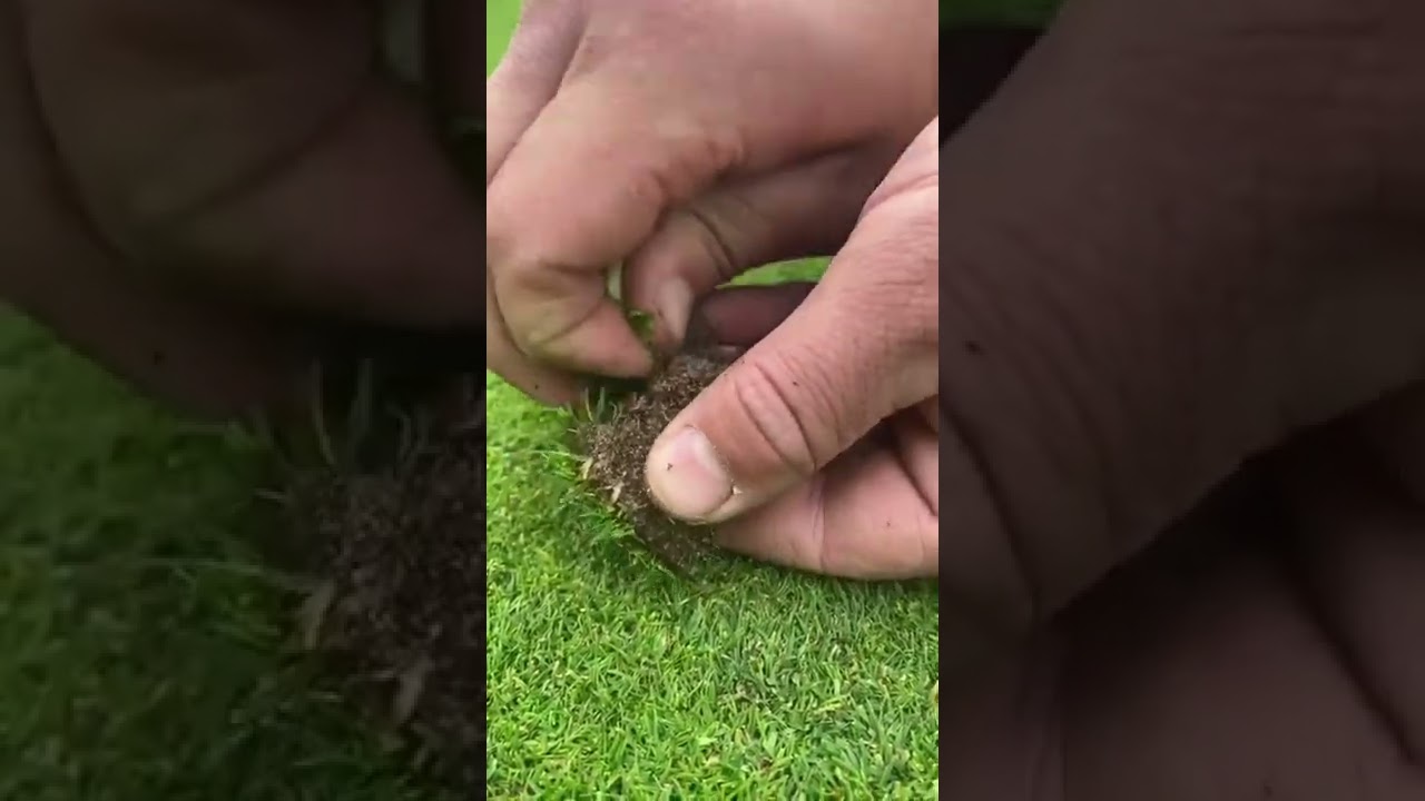 Quick weed removal on a putting green by Greg Howsam ⛳️