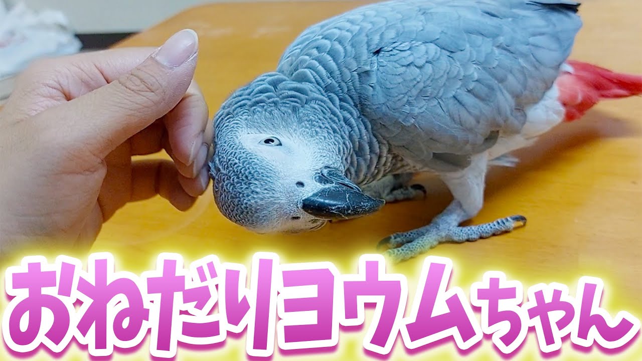 なでなで大好きヨウムちゃん【鳥 飼育】