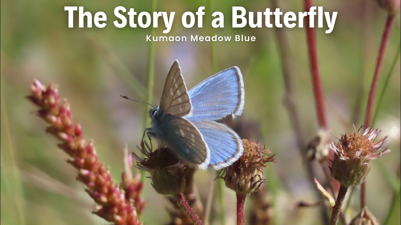 How a Butterfly changed the way we look at it.