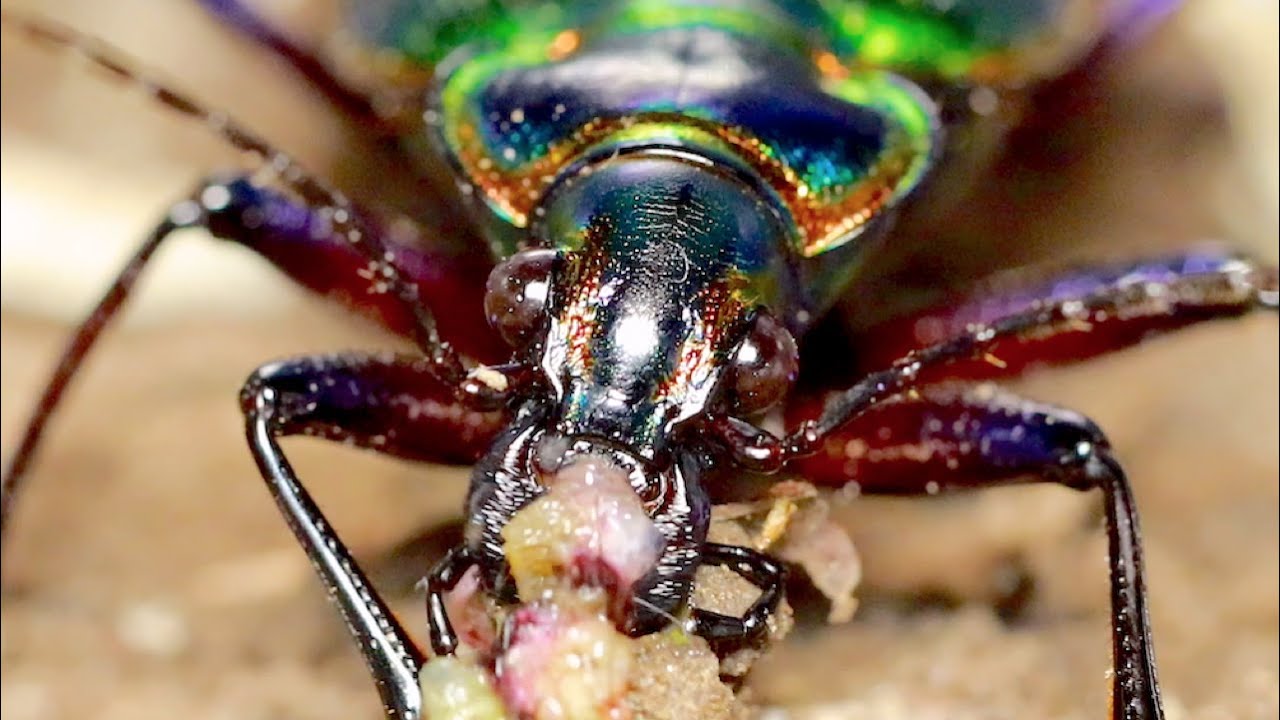 Tears Prey Apart! Fiery Searcher Predator