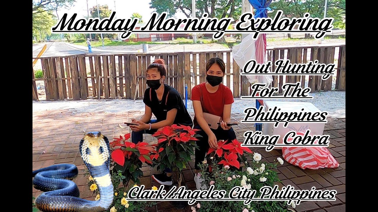 MONDAY MORNING EXPLORING - OUT HUNTING FOR THE KING COBRA : CLARK/ANGELES CITY PHILIPPINES