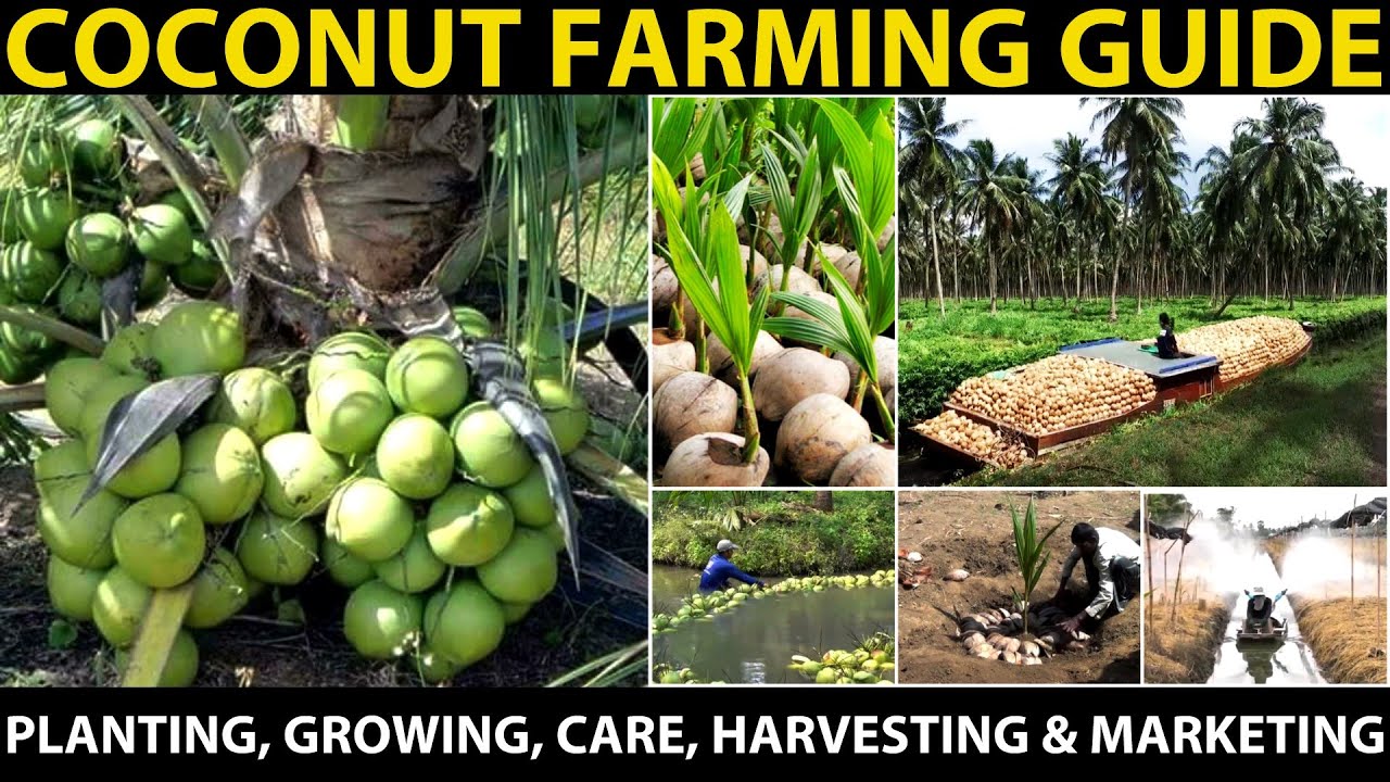 COCONUT FARMING / COCONUT CULTIVATION | Planting, Growing, Varieties, Care, Disease, Harvesting
