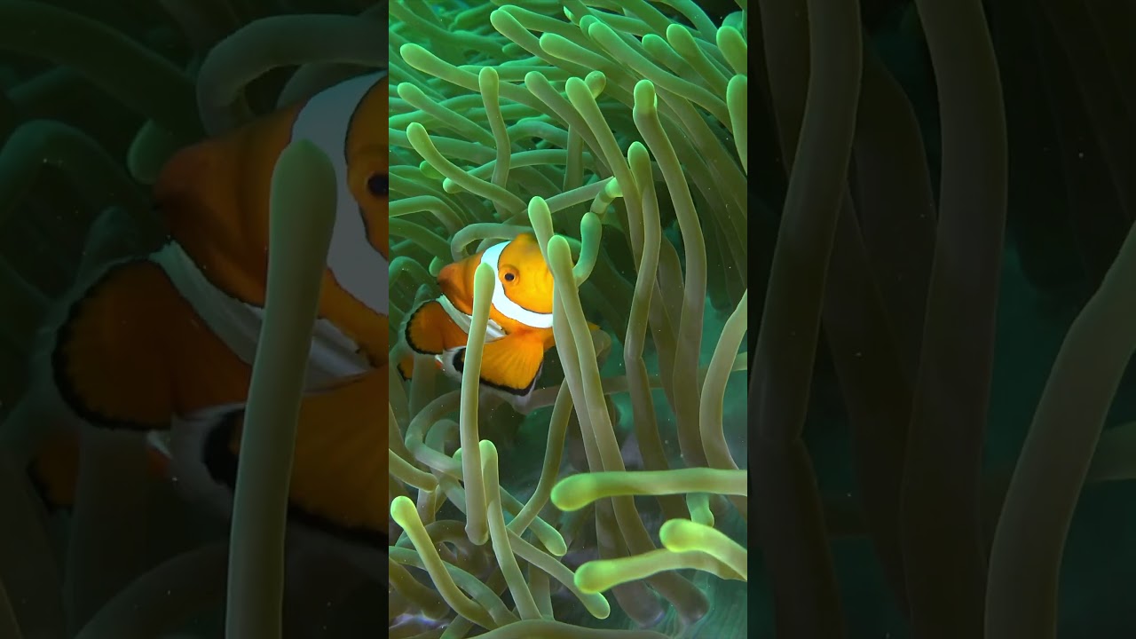 Clownfish and Their Sea Anemone Friends | Shot in 8K UHD