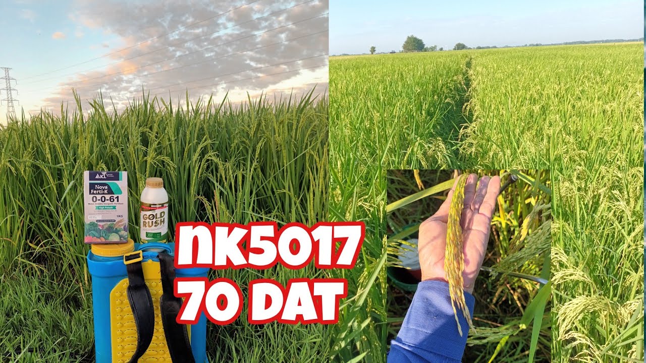 GOLD RUSH AT NOVA FERTI-K LAST SPRAY SA BRGY SAN JUAN