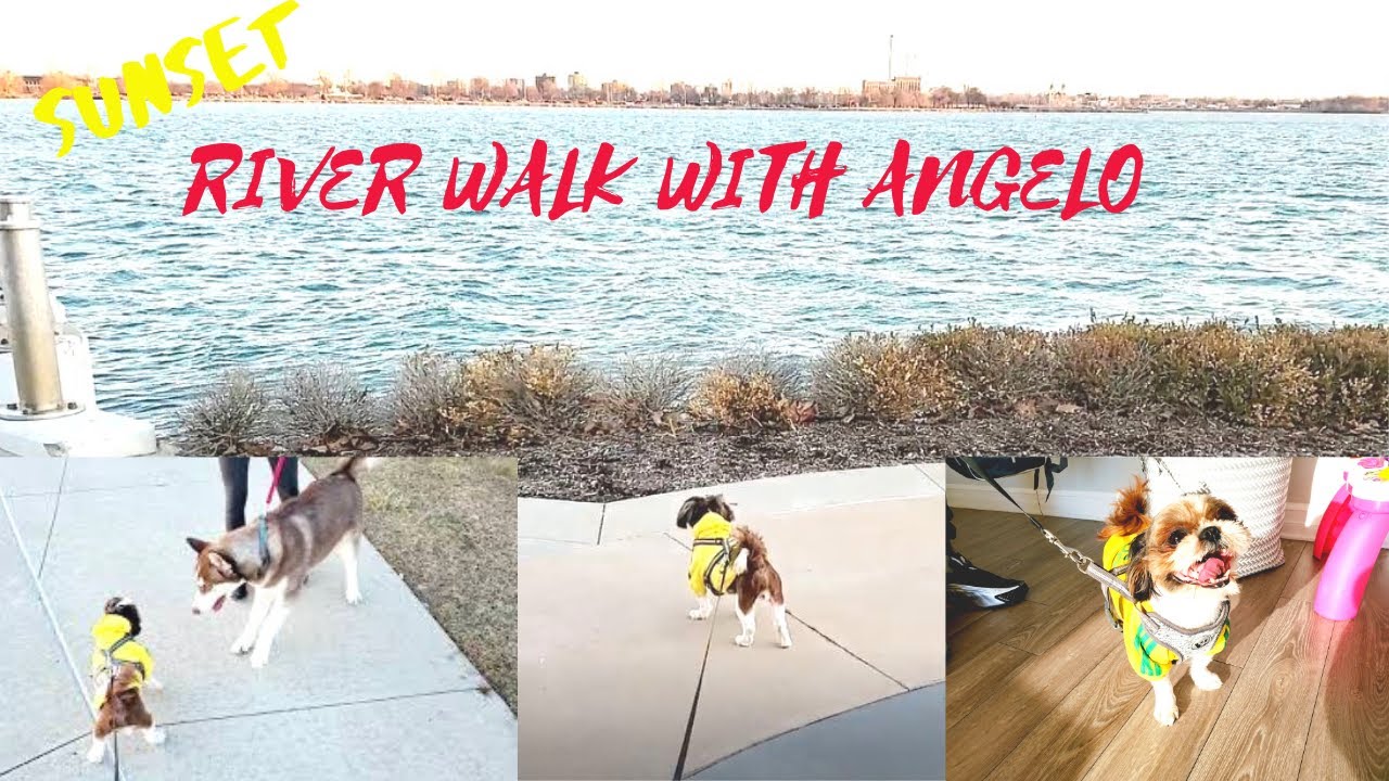🐶Dog walks along the river🐕: River Walk with Angelo Funny Smiling Shih Tzu🐾🥰