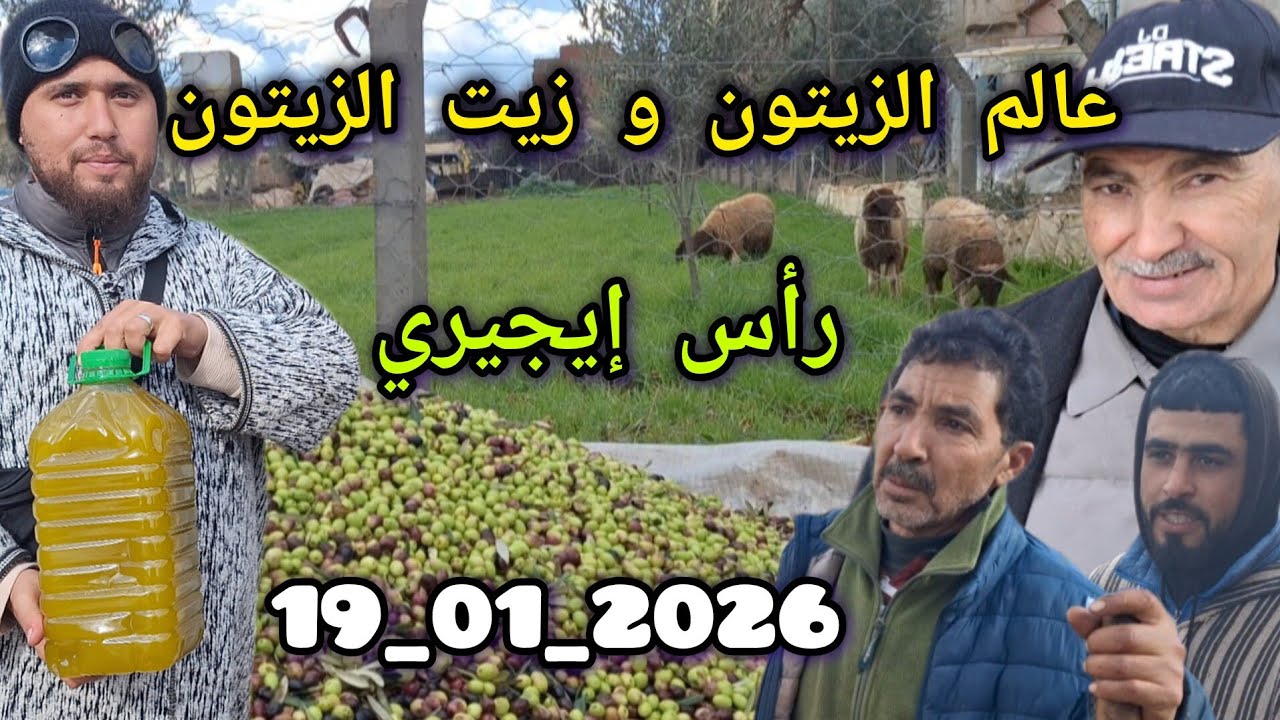 مستجدات وأخبار الزيتون و زيت الزيتون من رأس إيجيري إقليم الحاجب بتاريخ 19/01/1026