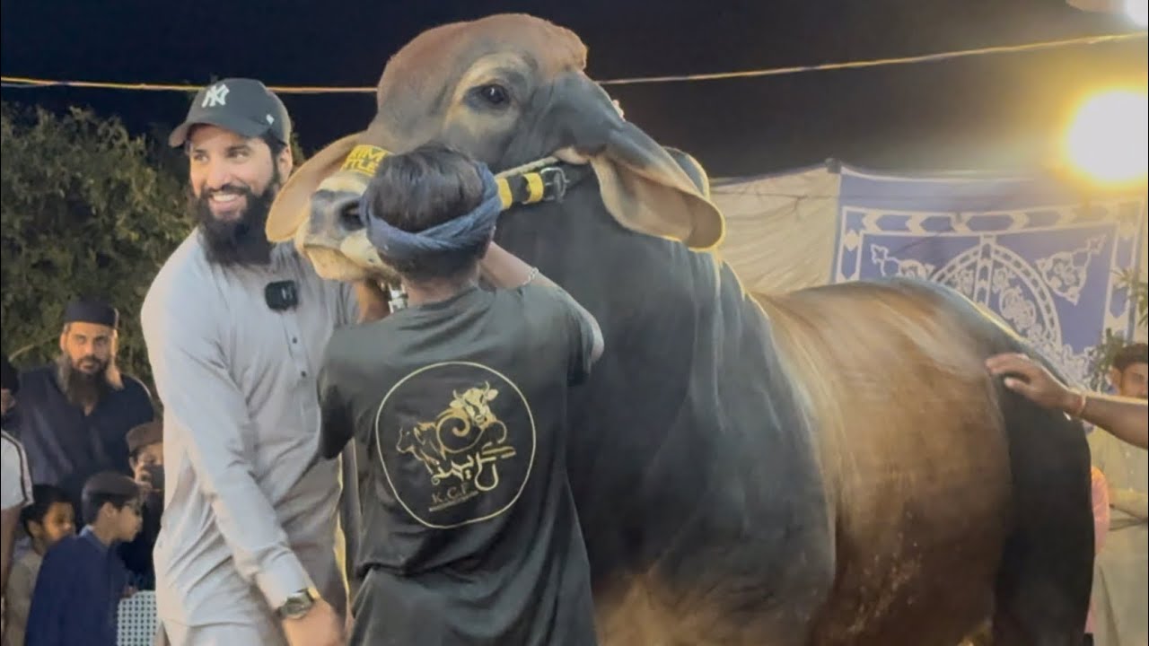 Aj Masha Allah Dil Khush Hogaya Farm Py Cattle Show Kr K 😍❤️ | AR Maani