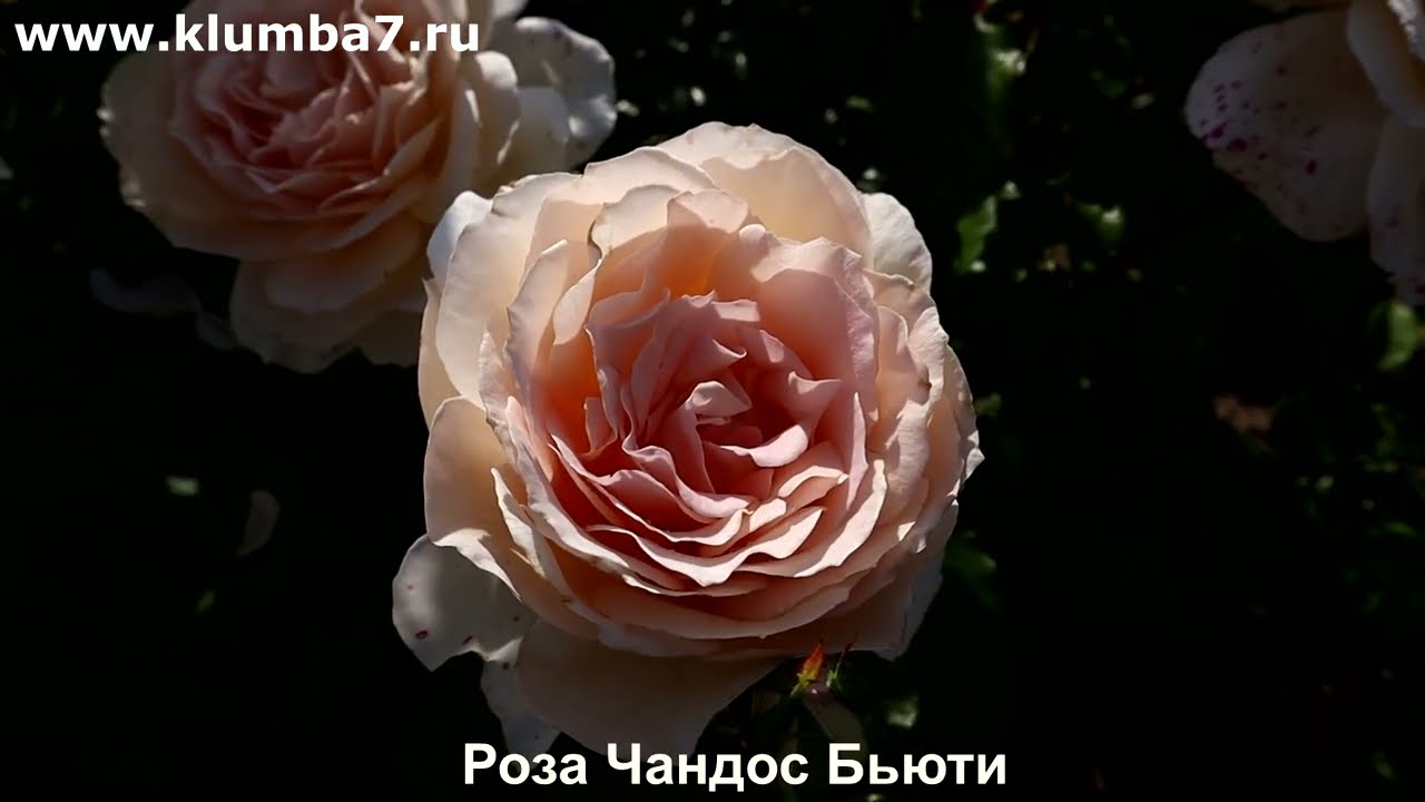 Розы - шедевры: огромный цветов, сильный аромат и крепкое здоровье 🌹