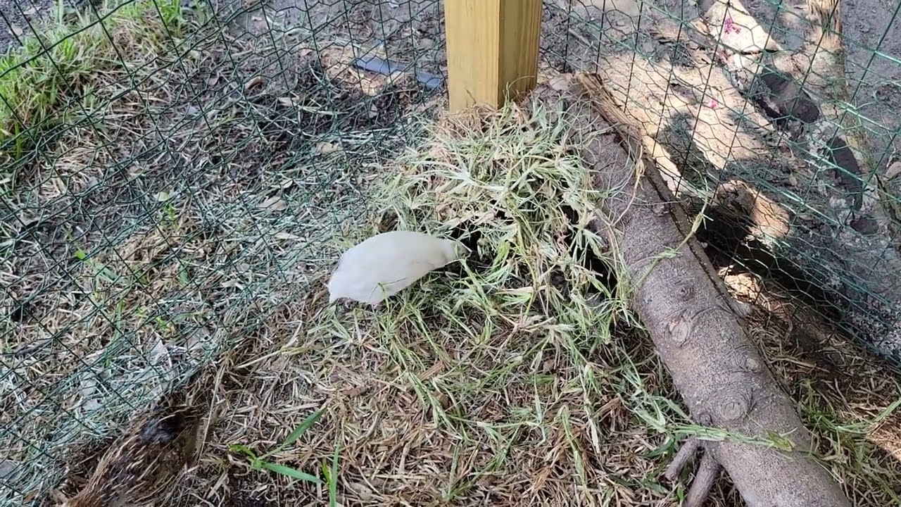 Making fun hiding spots for our quail 😄     #quail #corturnix #farming