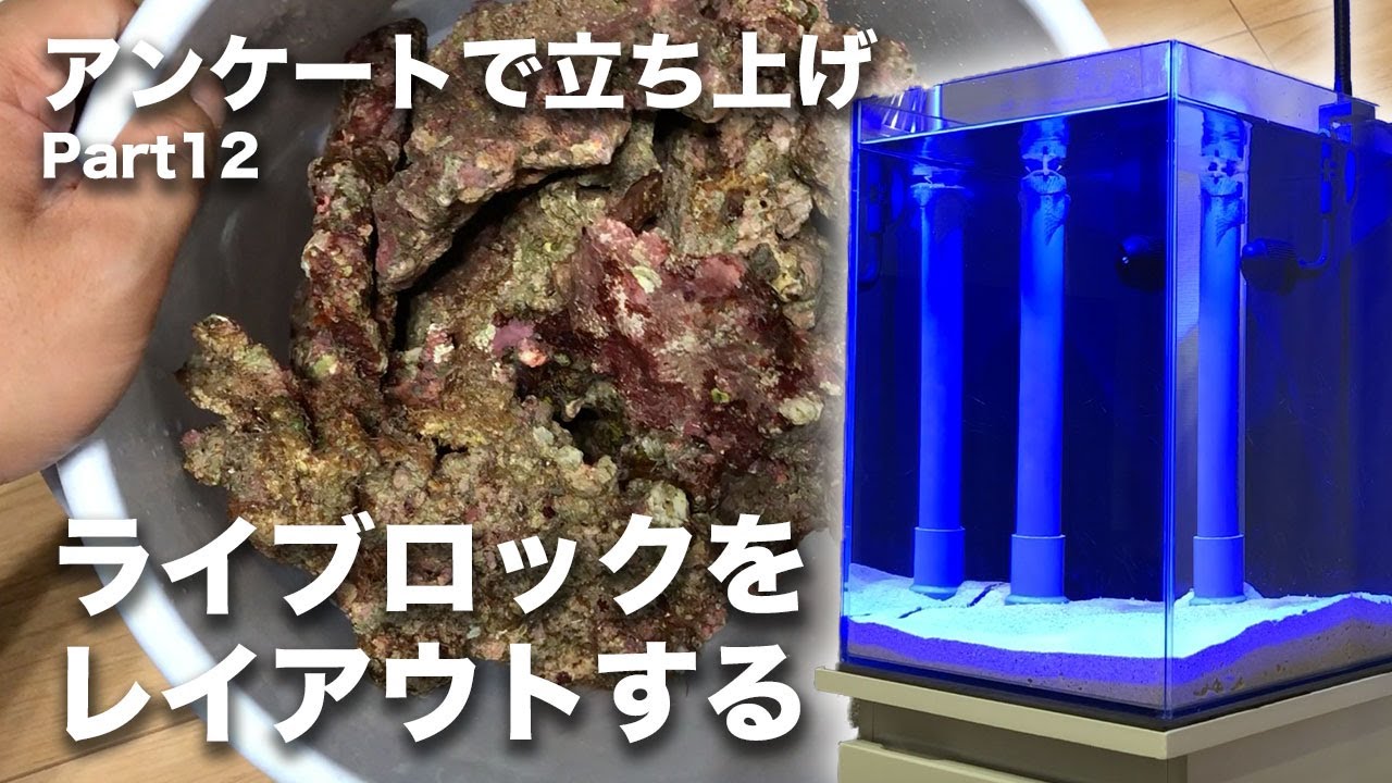 【水槽を立ち上げ】Part12 - ライブロックが到着！レイアウトを決めます！！