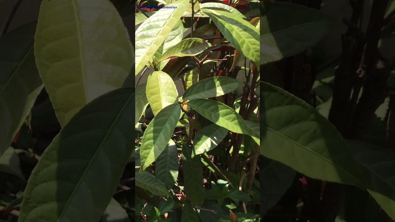 Excoecaria cochinchinensis (Chinese Croton) #crotons 🐊🏮🎭🌿🎴🍂🍃