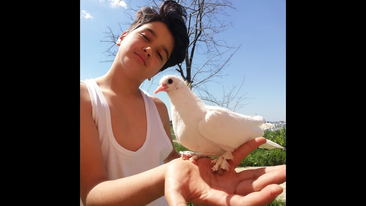 Ahmet Yusuf ve Güvercinleri. Tiplerr Pigeon.
