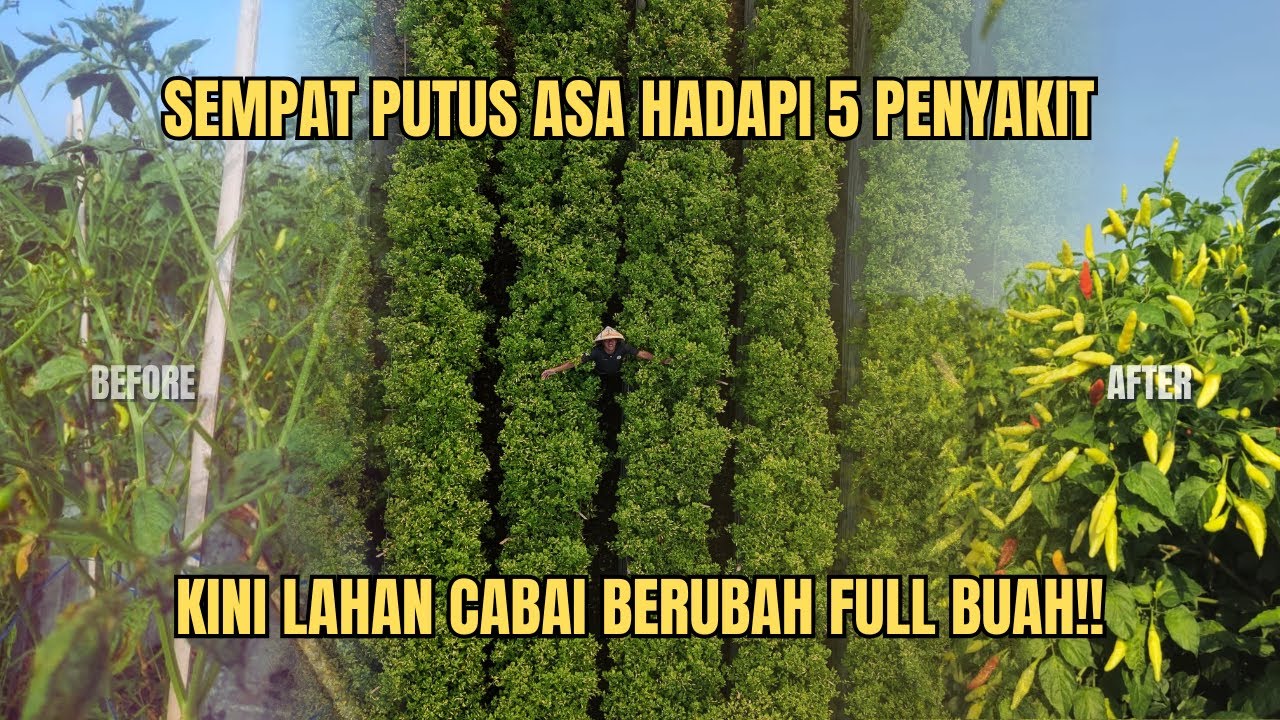 DULU LAHAN INI PENUH PENYAKIT, SEKARANG FULL BUAH‼️CARA MENYUBURKAN CABAI METODE SENIMAN PERTANIAN‼️