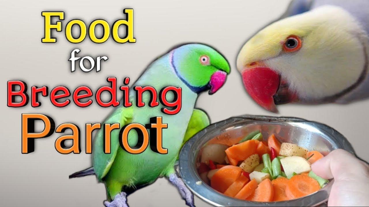 Food for breeding parrot (mating enhancer)