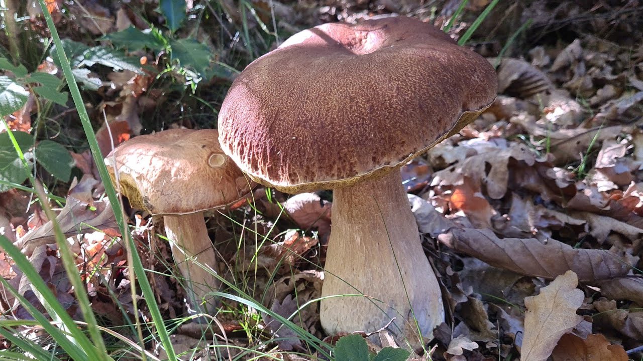 17 octobre Superbe pousse de cèpes sous feuillus malgré le sec ! #cepe,  #edulis , #porcini