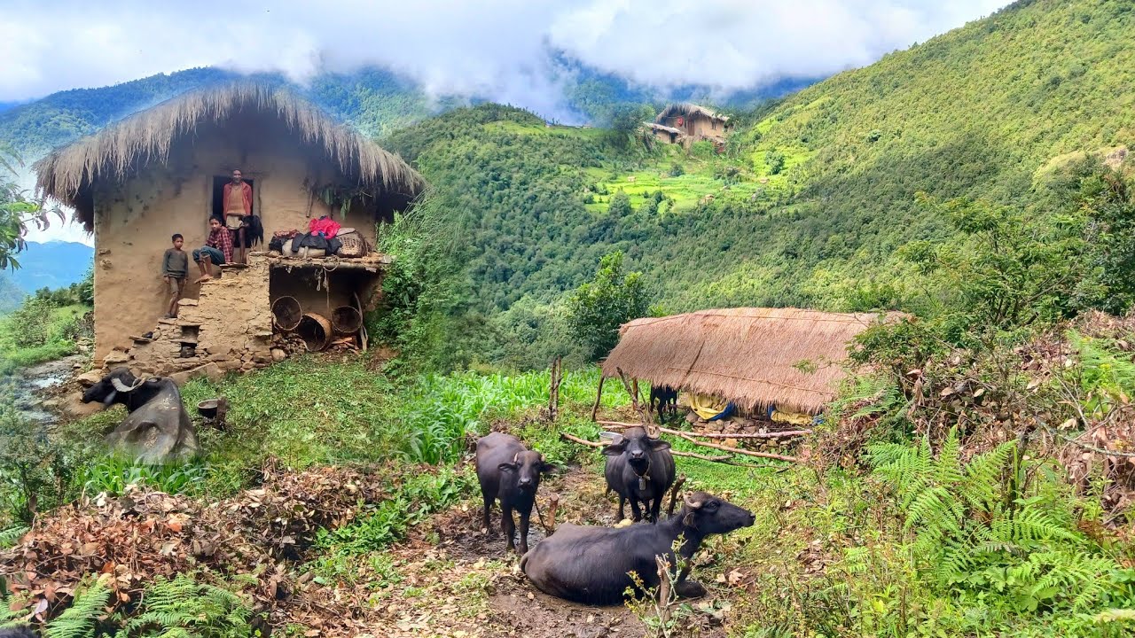 This is Himalayan Nepali village life || peaceful and Naturally mountain Daily Activities in Village