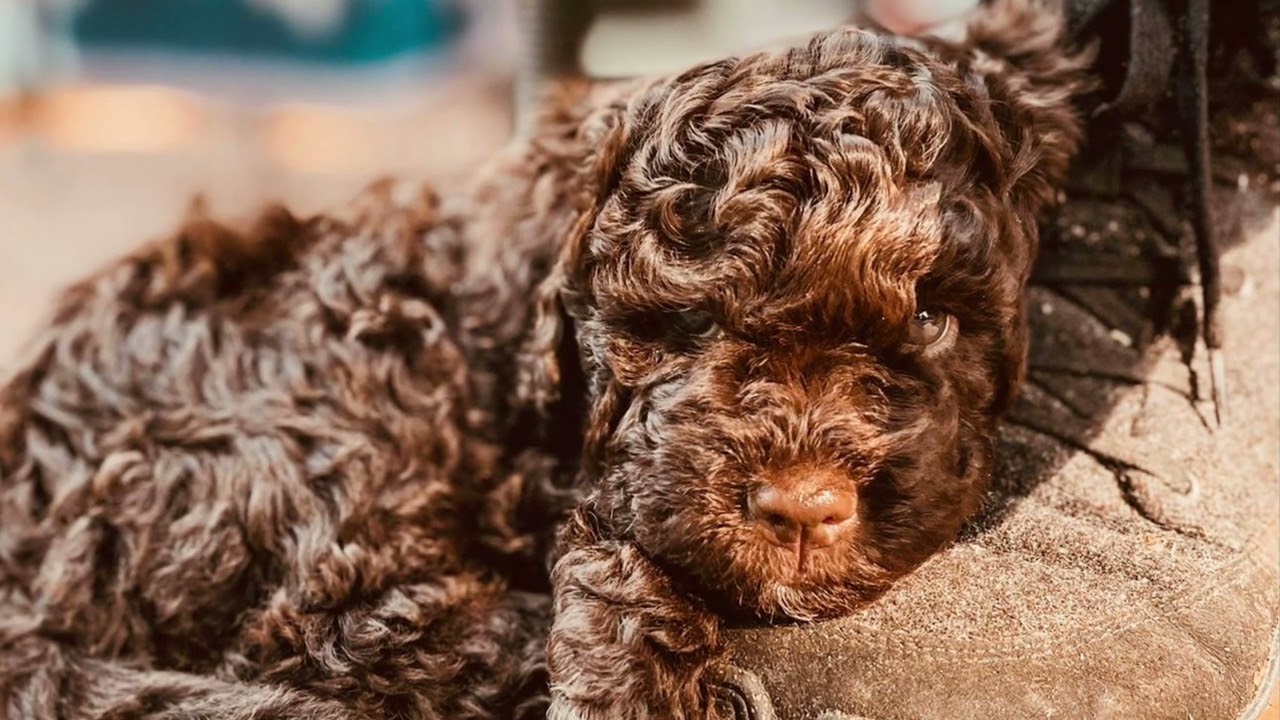 Lagotto Romagnolo / Welpen pure Herzöffner ♥️  Puppys pure Heart opener