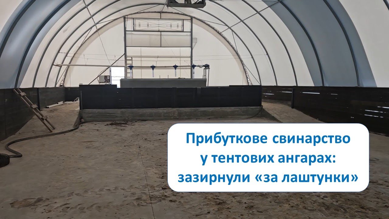 Прибуткове свинарство в тентових ангарах: за лаштунками