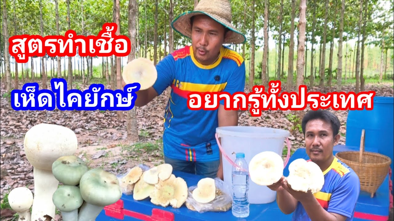 สูตรทำเชื้อเห็ดที่คนอยากรู้ทั่วประเทศ!! เห็ดไคยักษ์กาฬสินธุ์  ใครมีป่าไม่ควรพลาด ปรับปรุงสูตร 3 ปี