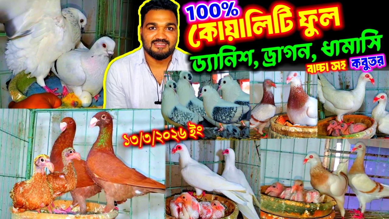 100% বাচ্চা সহ হাই কোয়ালিটি ড্যানিশ ড্রাগনহুমা ও ধামাসি কবুতর কিনুন || ডিম বাচ্চা সহ কবুতর বিক্রি |