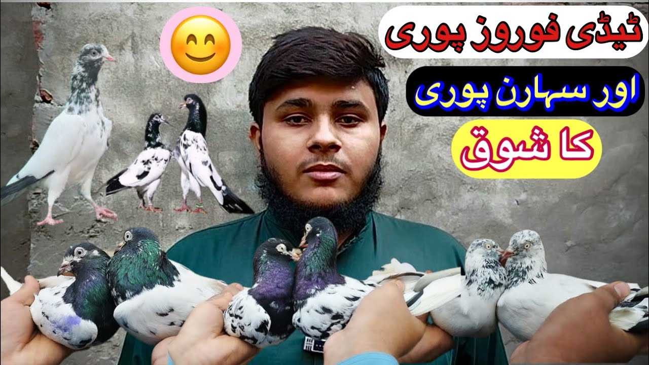 Taddy foroz puri or saharan puri ￼kabootaro ka shok || 03301653889 || @amjadaliofficial528