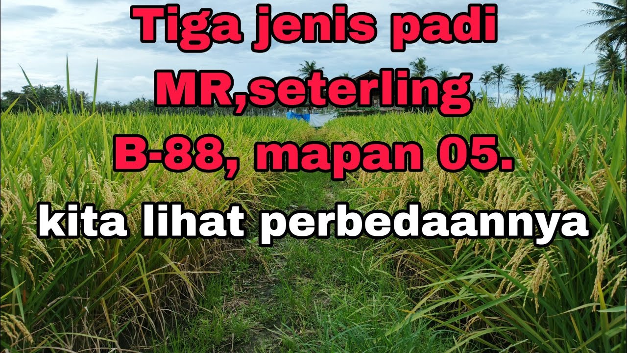 PADI MAPAN 05,SETERLING B-88, MR.