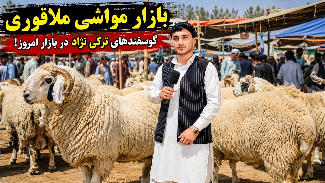 قیمت ګوسفند نسلی یا قوچ ها در بازار به 65000هزارافغانی رسید