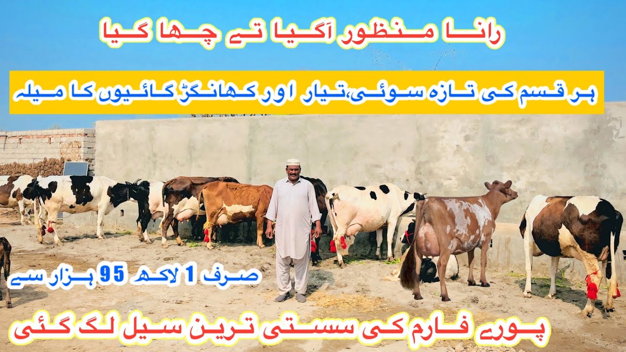 Rana Manzoor Dairy Farm | Top Class Jersey And Australian Fresian Cows For Sale | 24 February 2026
