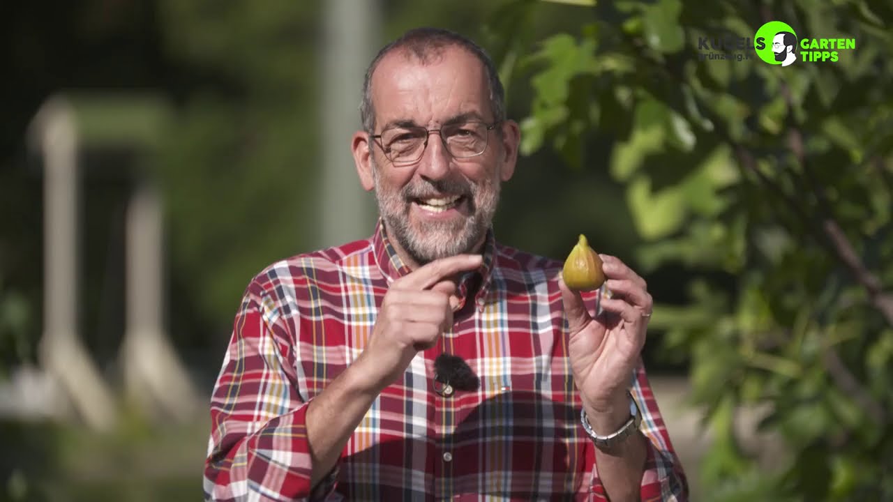 Feigen aus dem eigenen Garten - Gartentipps von Volker Kugel - www.grünzeug.tv