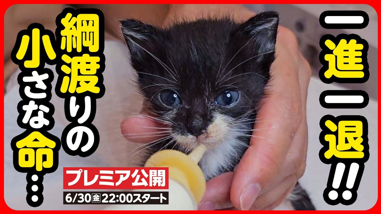 【子猫 保護】保護から1週間 連続点滴...一進一退の命を守りたい【後編】