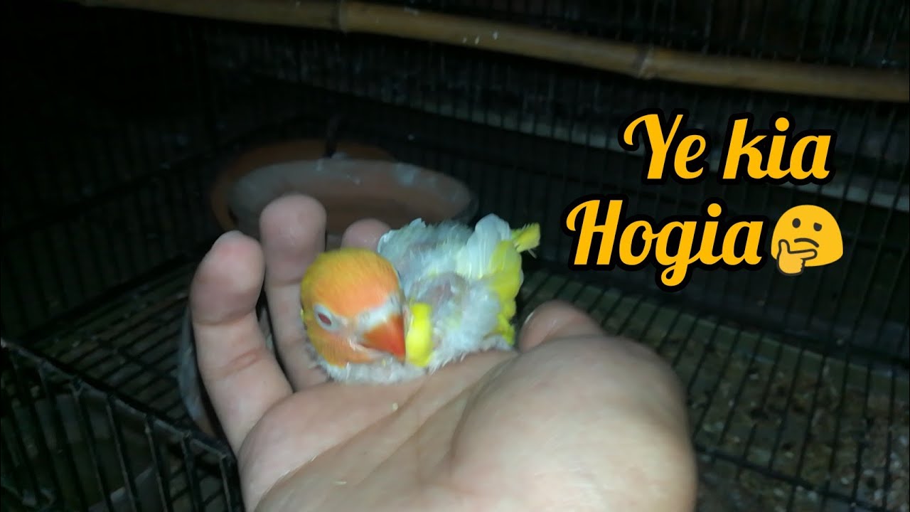 Love bird female apne chick ke plucking kr re hai