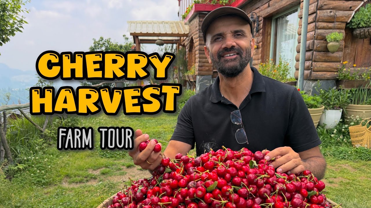 Cherry 🍒 Harvest | A Farm Tour | Different Cherry Varieties and More
