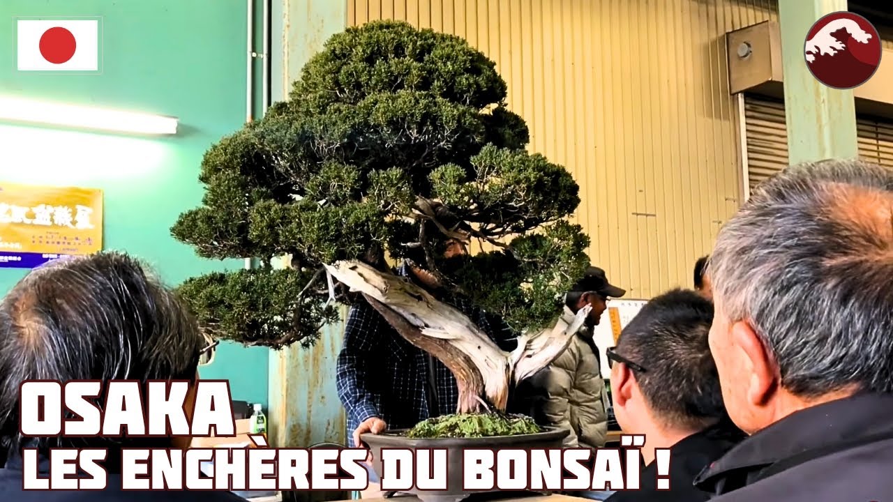 Les ENCHÈRES PROFESSIONNELLES du BONSAÏ à OSAKA au JAPON 🇯🇵 NEJIKAN BONSAI 🇯🇵