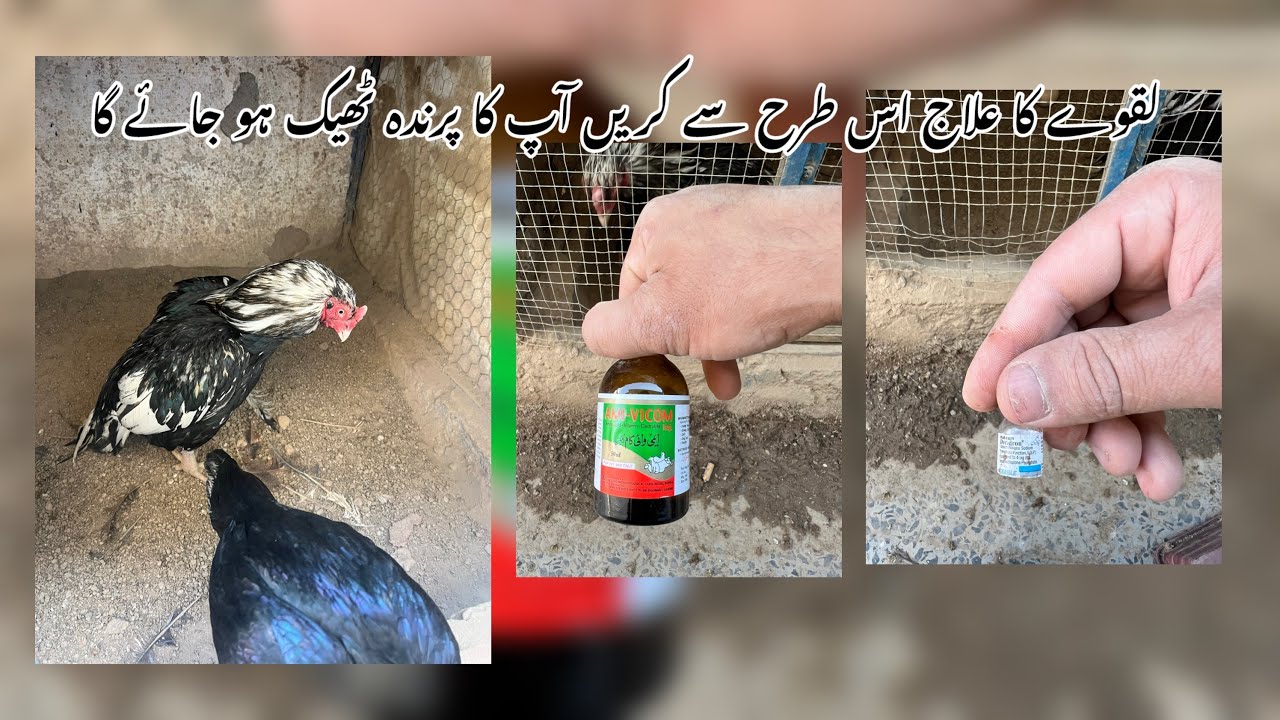 Aseel murga ka laqwa ka ilaj| Aseel laqwa ka ilaj |Chicken k lakwa ka ilaj | aseel murga lakwa ilag