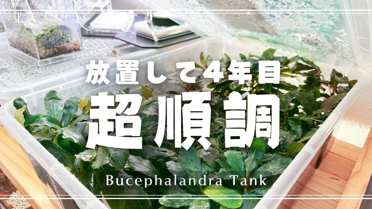 超高級水草を完全放置で増やして４年が経過しました。【アクアリウム】ブセファランドラ 育成 パルダリウム