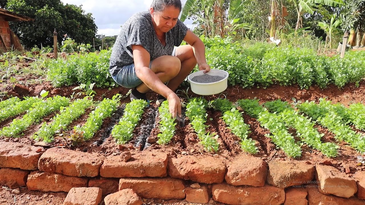 COMO FAÇO A ADUBAÇÃO DO COENTRO (cheiro verde)