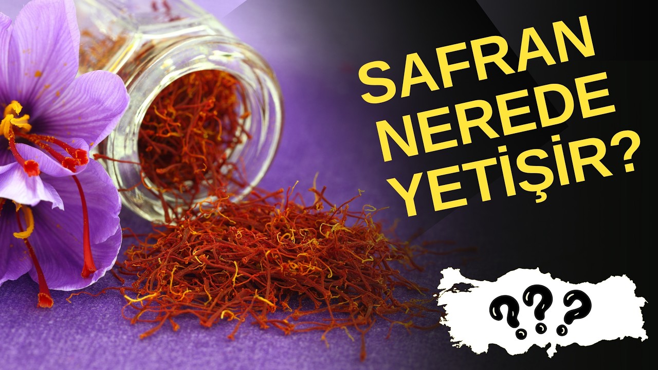 Türkiye'de safran nerede yetişir?