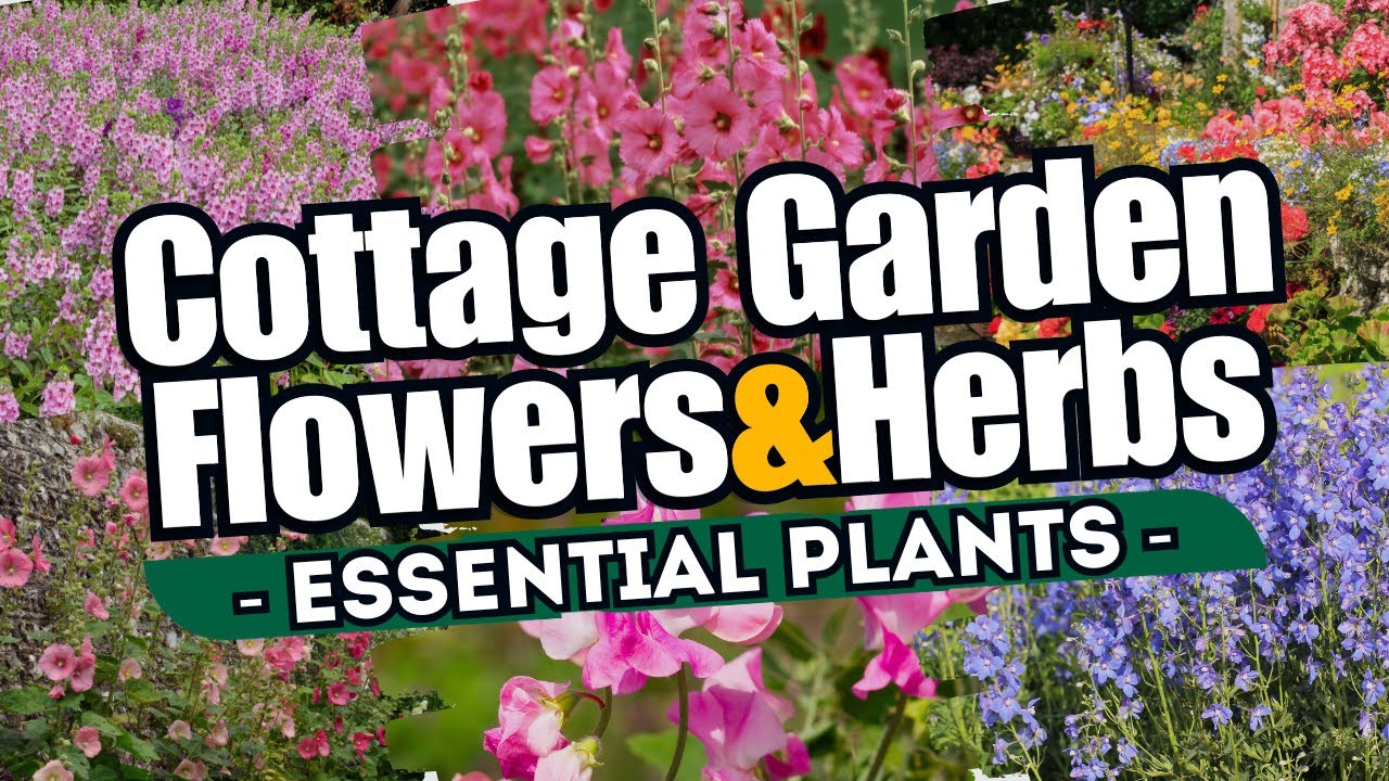 10 Traditional Flowers and Herbs for a Beautiful COTTAGE GARDEN 🌷 // Essential Plants