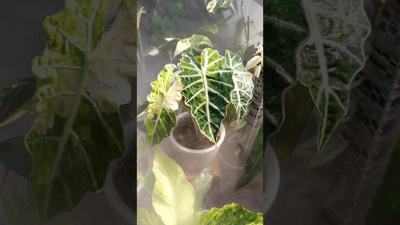 paradise #planthobby #plantcollector #rareplants #monstera #philodendron #alocasia #homalomena