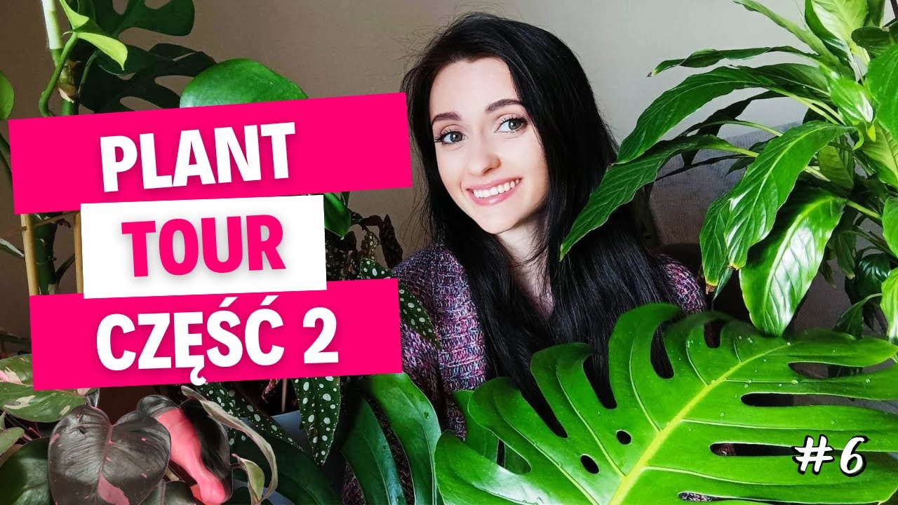 Roślinki Gosi - House Plant Tour cz.2 - Gosia i Miłosz Vlog #6