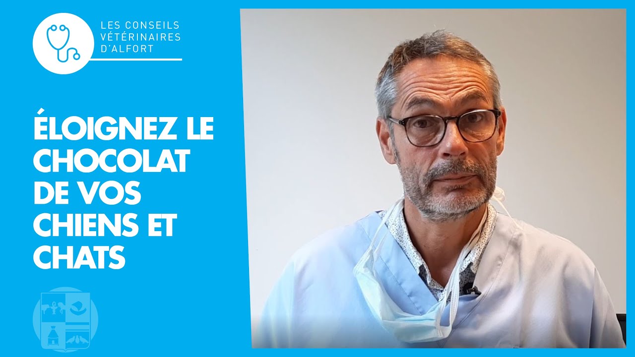 Éloignez le chocolat de vos chiens et chats
