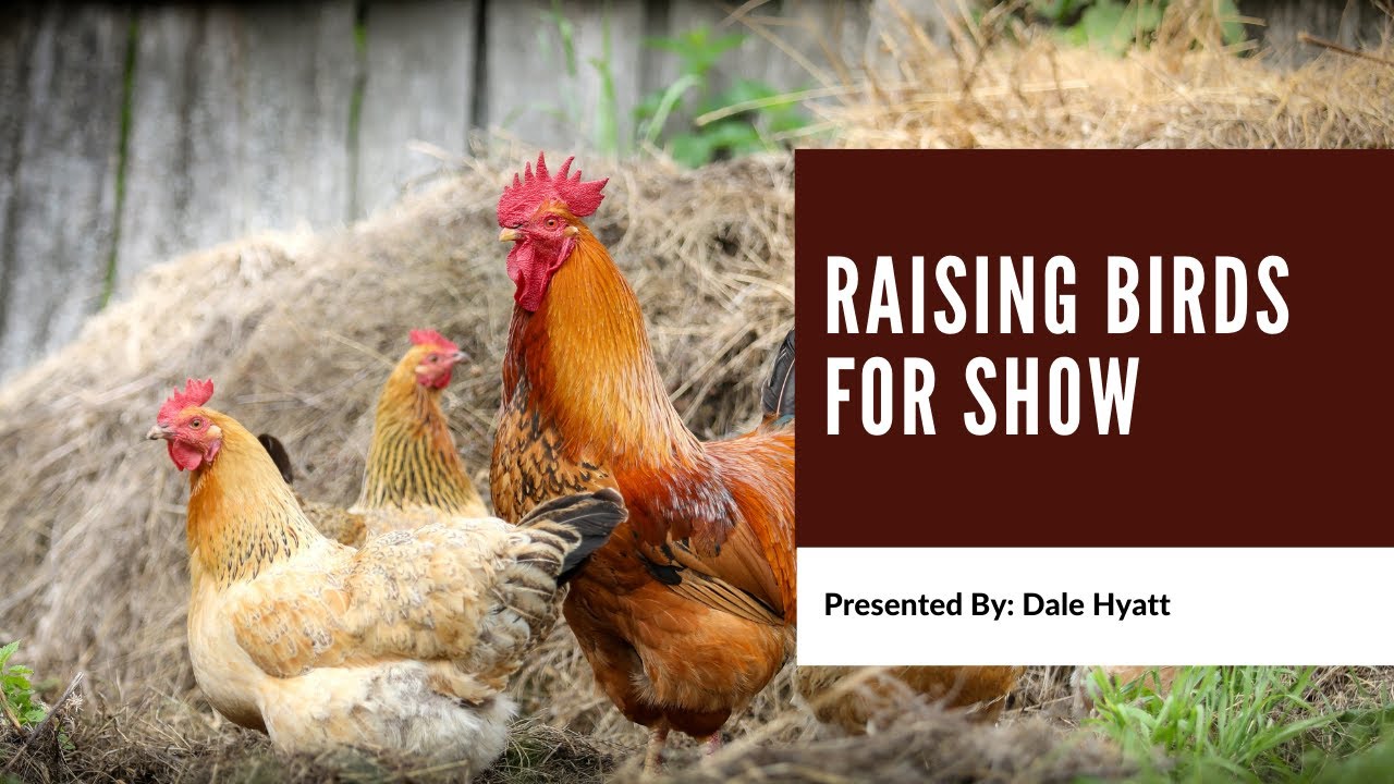 Raising Birds for Show