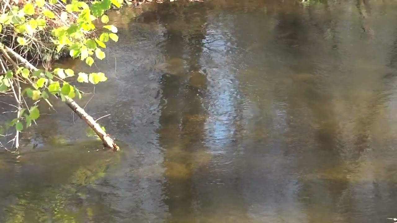 Pstrągowo - tarłowo 2025 Trout spawning season